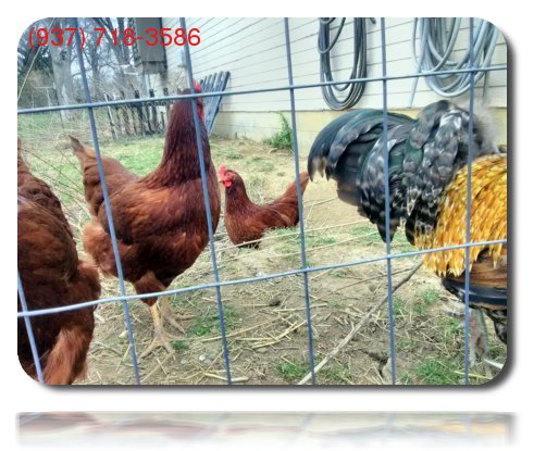 Jack the Springfield Rooster with hens